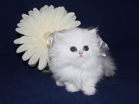 Teacup kittens for sale near me - Find a kittens in Birmingham, West Midlands on Gumtree, the #1 site for Cats & Kittens for Sale classifieds ads in the UK.